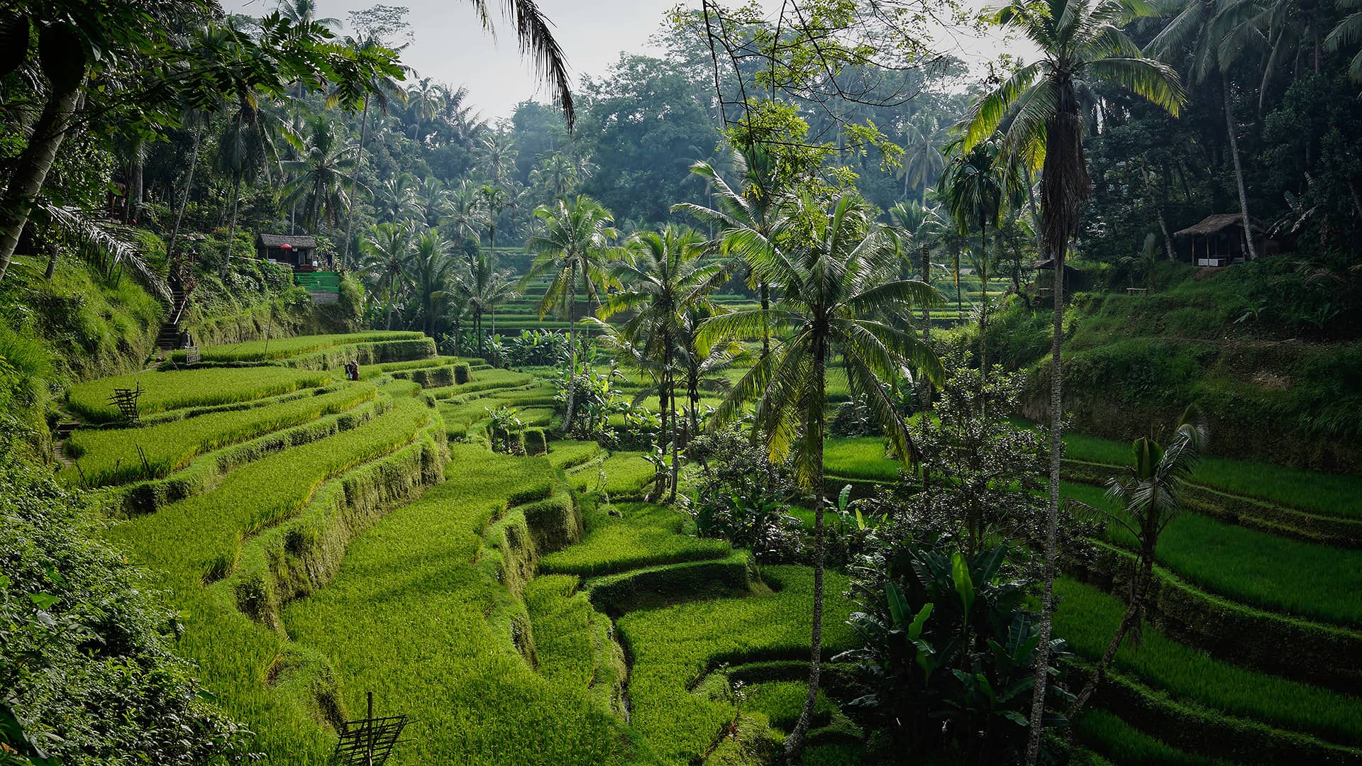 Viajando a Bali comprando vuelos baratos para ver las terrazas de arroz